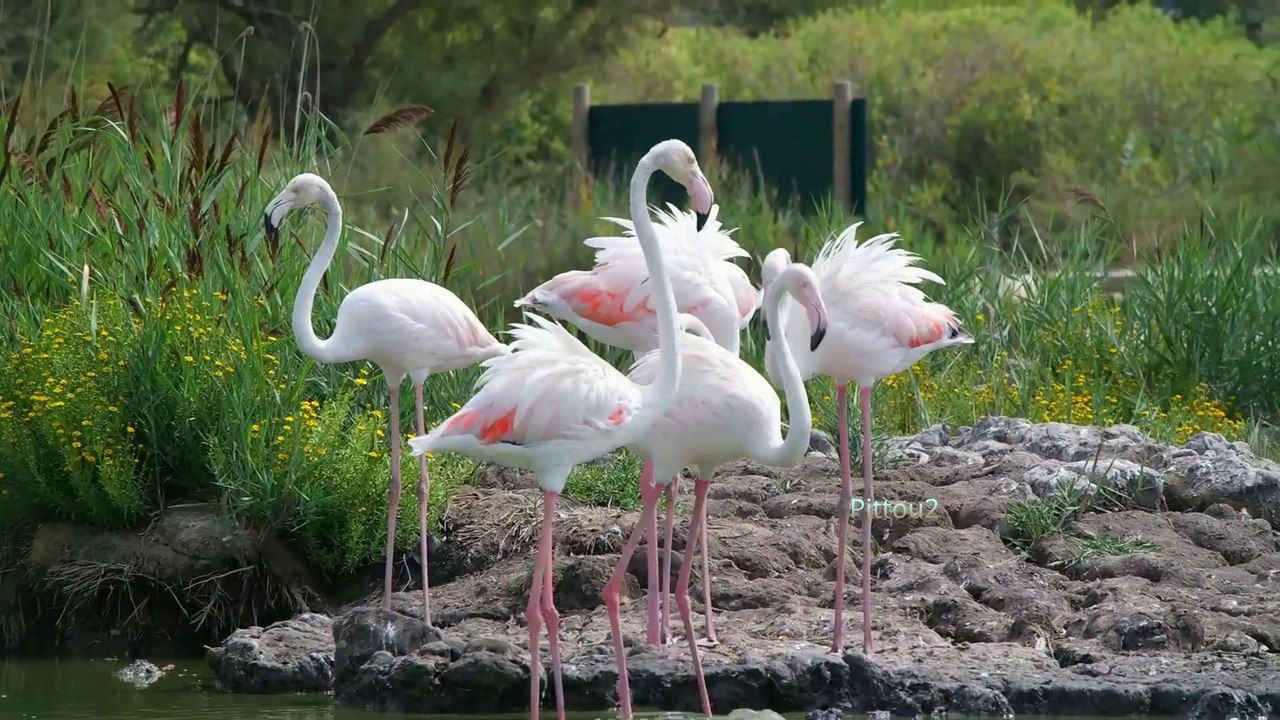 Parc Ornithologique du Pont de Gau