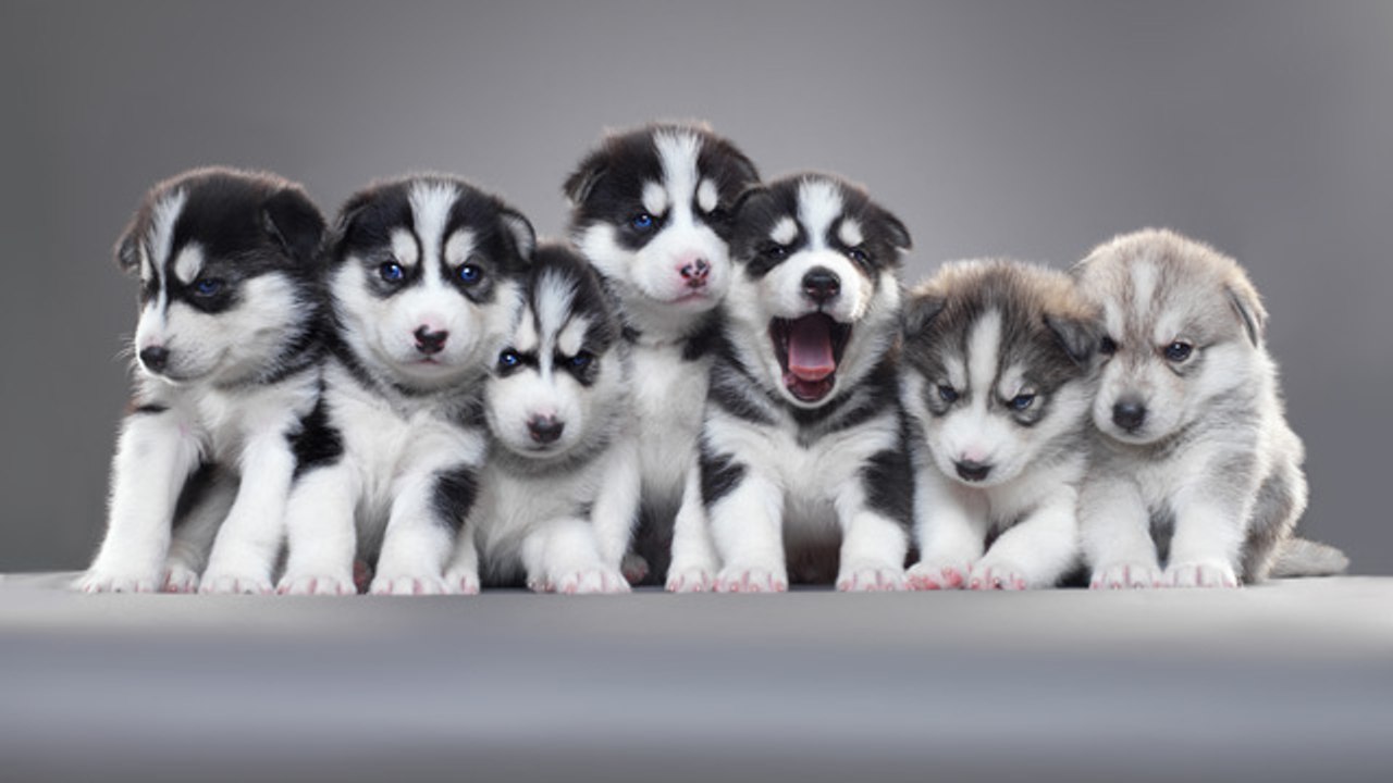 Los cachorros más adorables de Internet