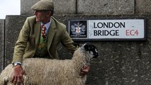 Flock of sheep cross London Bridge in centuries-old tradition