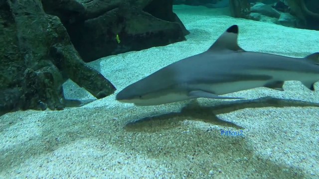 Seaquarium du Grau-du-Roi