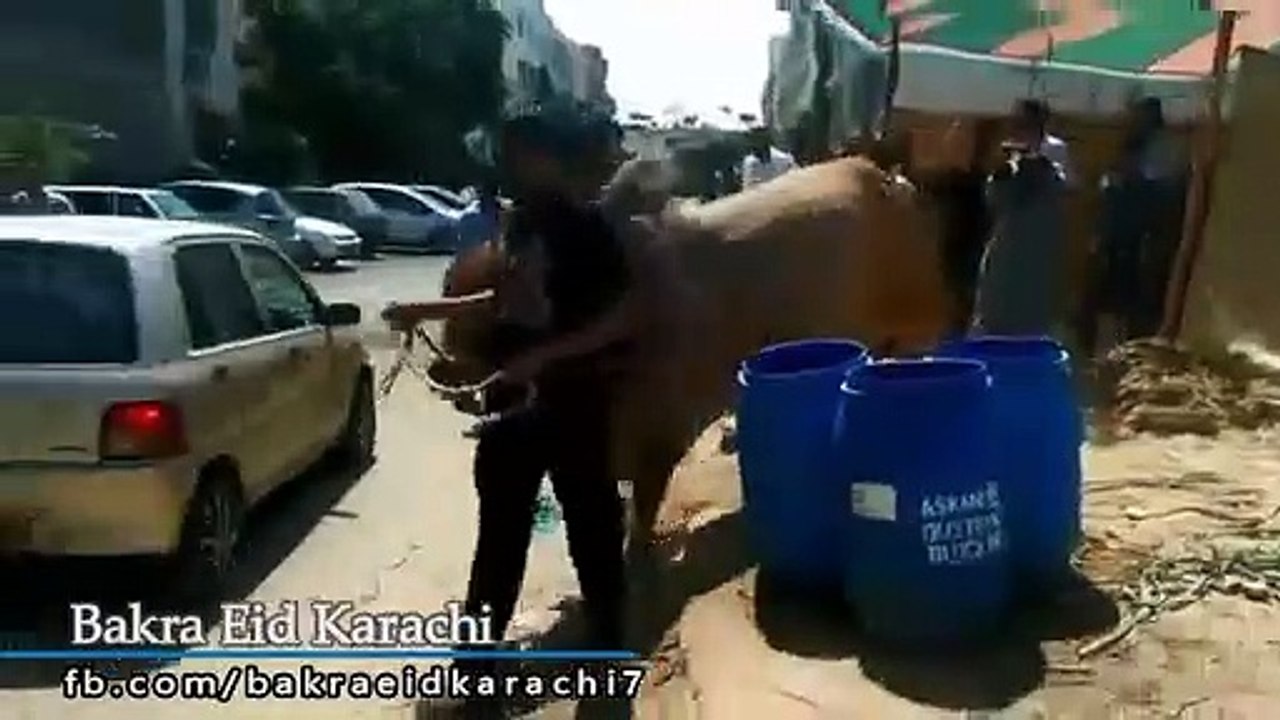 Qurbani Of Bull Part 1 | 2019 | Eid - e - Qurban