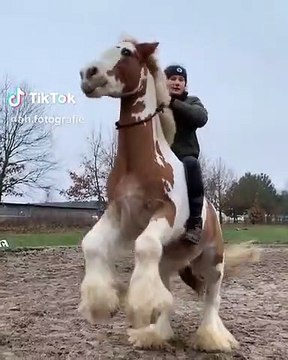 Magnifique spectacle ! Ce cheval à l'air très heureux... Il nous montre ses belles pattes