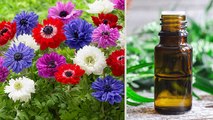 अब इस फूल से दूर होंगी आपकी बीमारियां | Flowers benefits for health | Boldsky