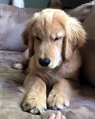 Elle fait pouette pouette avec le nez de son toutou, mais elle ne s'attendait pas à une telle tournure