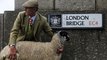 Regno Unito: pecore sul London Bridge secondo un'antica tradizione