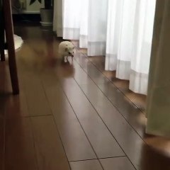 Ce hérisson n'arrête pas de faire des va-et-vient; mais qu'est-ce qu'il cherche au juste