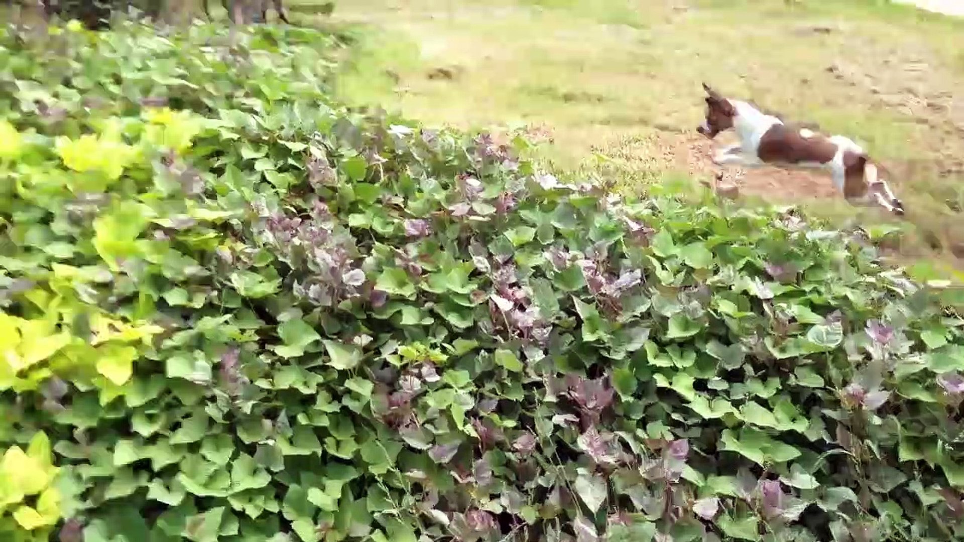 ⁣Funniest Pets & Animals of the Week | Funny Pet Videos