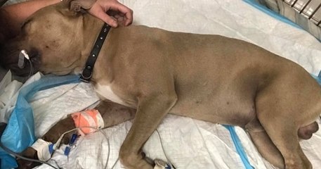 Pour sauver les enfants de ses maîtres d'un serpent venimeux, un chiot se sacrifie en s'interposant