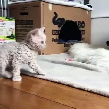 Instant cutissime ! Ces chatons avec leurs poils frisés ressemblent à de petits agneaux. Tellement mignon