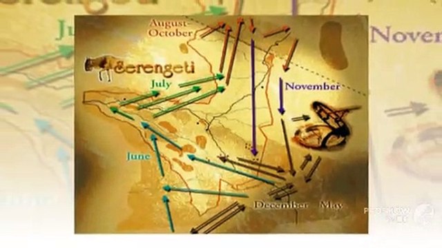 The Great Migration Safari in Africa | Africa Picture Safaris