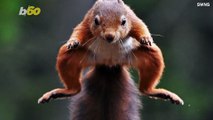 Nutty & Nimble! Wildlife Photographer Captures Red Squirrels Leaping In Mid-Air For Hazelnuts!