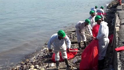İzmir foça'da kıyılara bulaşan petrol atığını 50 kişilik ekip temizliyor