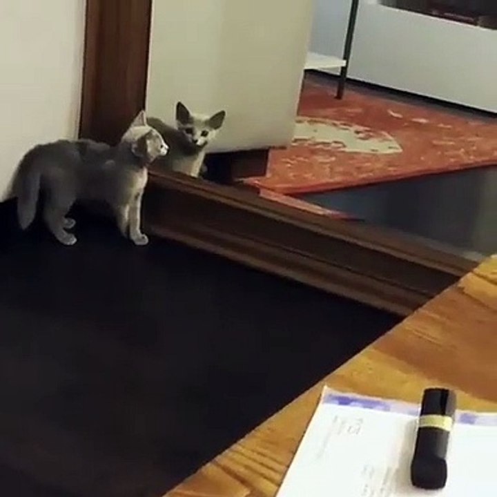 Ce chat se fait peur tout seul devant le miroir