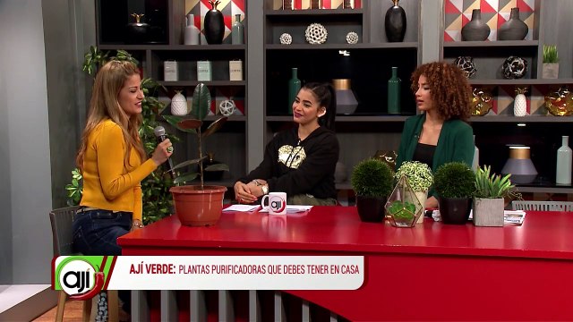 Ají Verde Plantas purificadoras que debes tener en casa - Nex Panamá