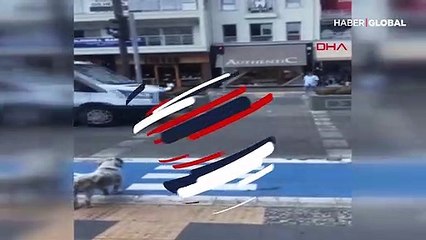 Köpekten insanlara trafik ışıkları dersi