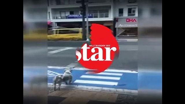 Yaya kırmızıda geçti, köpek yeşil ışığı bekledi