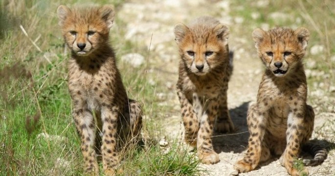 Naissance rare : cinq bébés guépards sont nés dans la réserve de Sigean