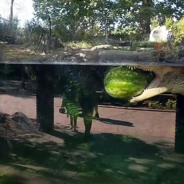 Un alligator nage lentement en tenant une pastèque dans sa mâchoire
