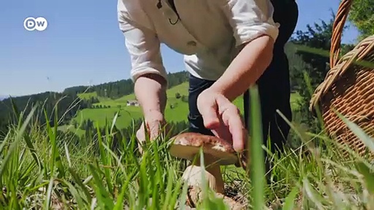 Aus dem wald auf dem teller | euromaxx