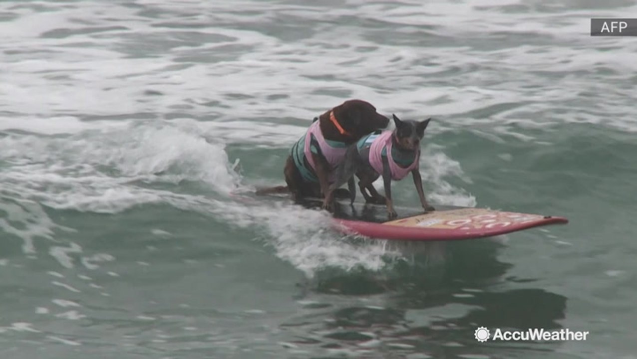 Catch a wave, good boy! Unbelievable talent shown at surfing dog competition
