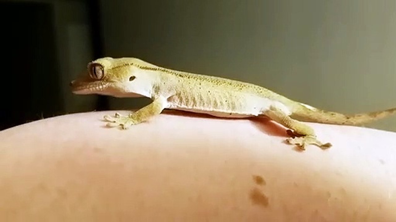 Trop mignon le lézard... qui fait caca sur mon bras !