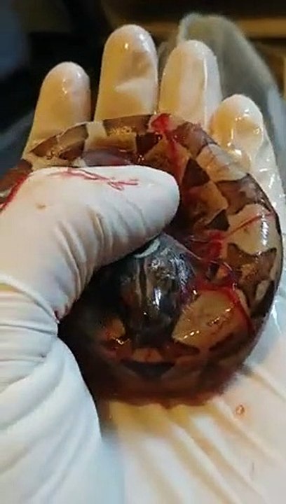 Naissance d'un bébé serpent Boa qui respire pour la première fois !