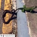 Ce serpent essaye de manger un iguane mais abandonne !