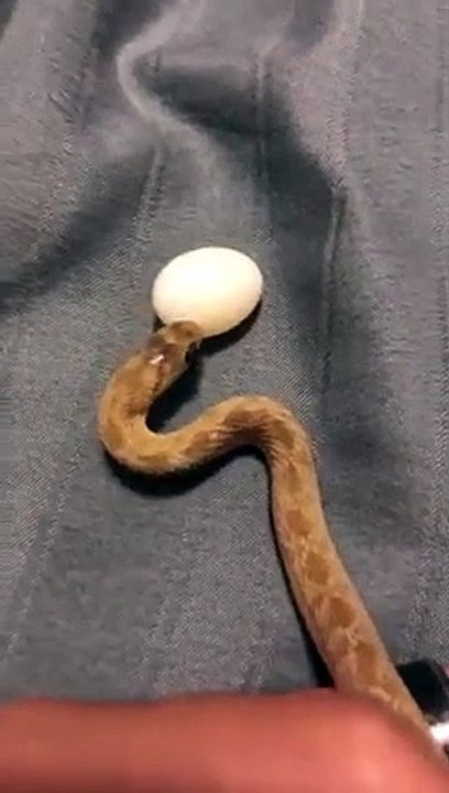Ce serpent avale un oeuf entier d'un coup !
