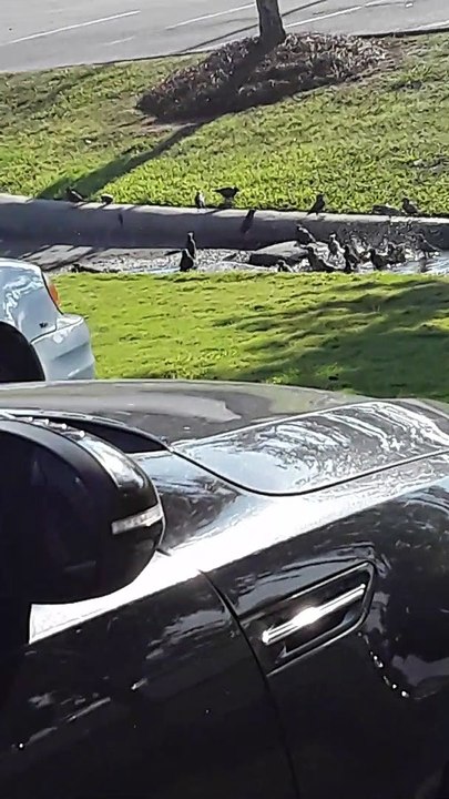 Splish Splash Some Birdies In A Bath!!