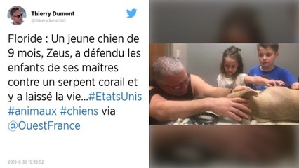États-Unis. Un chien se sacrifie en sauvant la vie d'enfants menacés par un serpent.