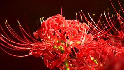 [영상] 태풍 오기 前 불타는 꽃무릇 보자 / YTN