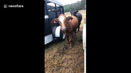 Sound On: Woman argues with angry cow