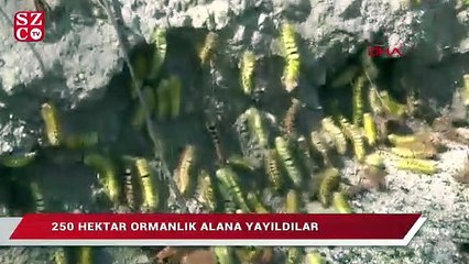 Kızıl kuyruklu tırtıllar ormana yayılıyor