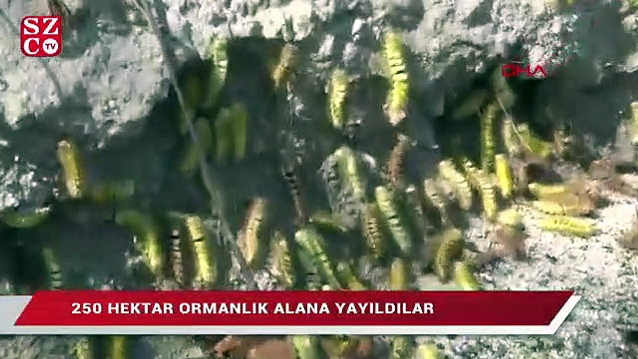 Kızıl kuyruklu tırtıllar ormana yayılıyor