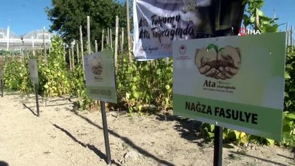 Yerli tohumla 12 çeşit ürünün üretimi yapıldı