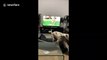 Australian man's epic save of falling TV after dogs launch attack
