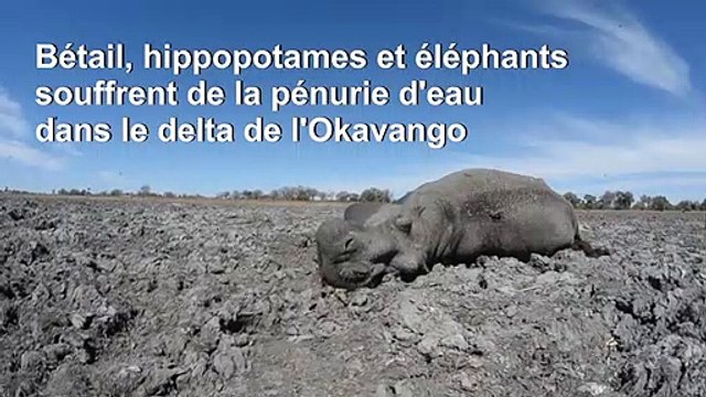 Des hippopotames et éléphants menacés par la sécheresse au Botswana