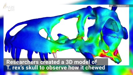 Why the T. Rex's Bone-Crushing Bite Didn't Shatter its Own Skull