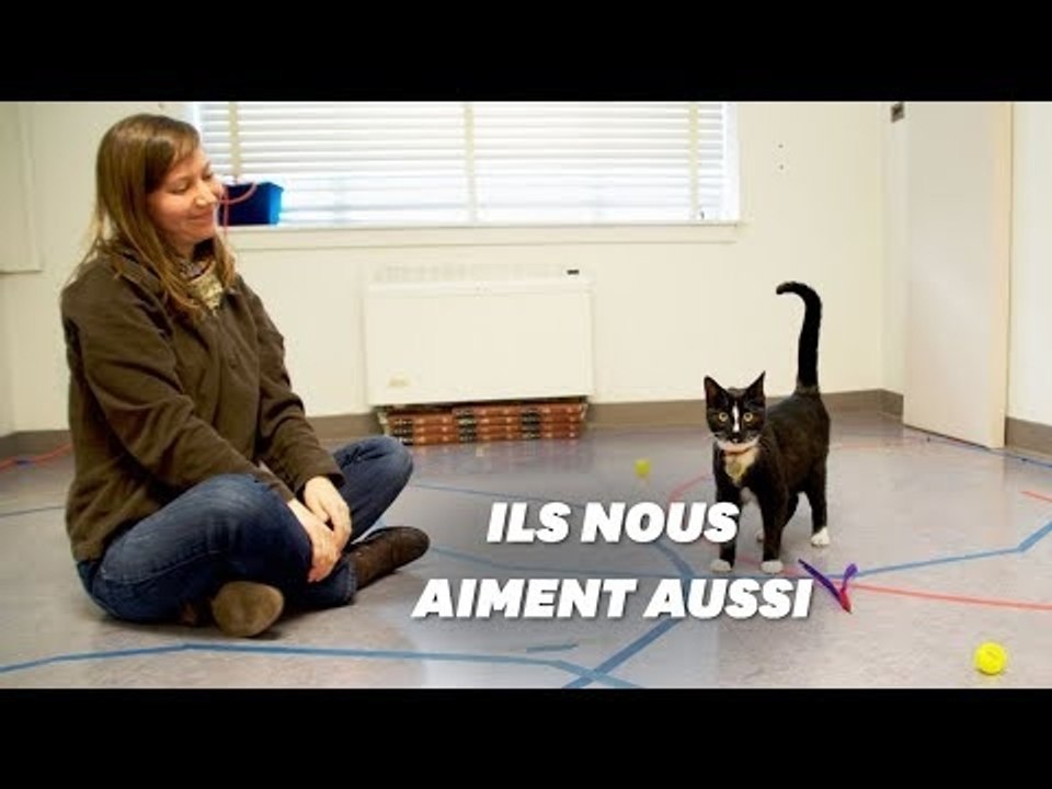 En réalité, les chats aiment autant leurs maîtr...