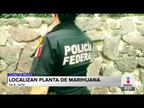 Policías federales encuentran planta de marihuana en el AICM | Noticias con Francisco Zea