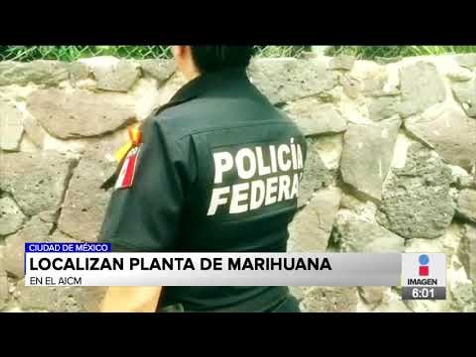 Policías federales encuentran planta de marihuana en el AICM | Noticias con Francisco Zea