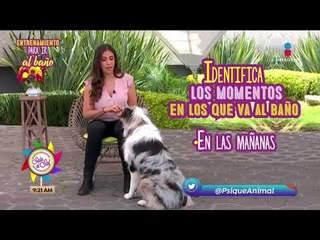 ¿Cómo enseñar a tu perro a ir al baño? | Sale el Sol