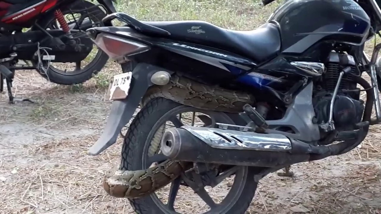 Ils découvrent un énorme python enroulé sur leur moto