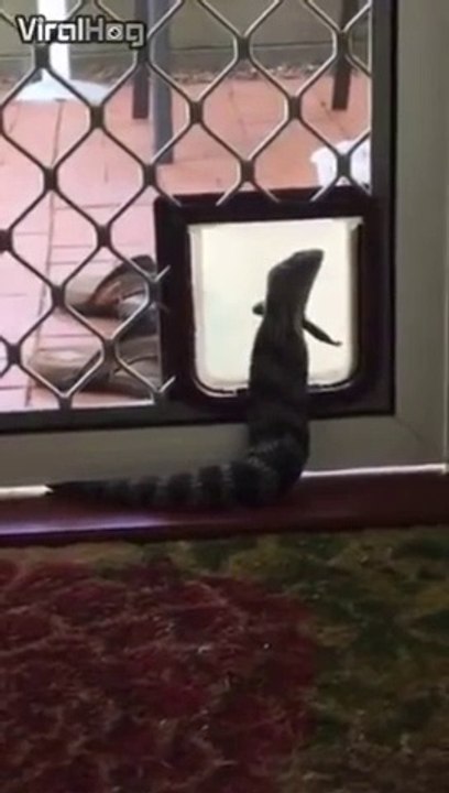 Ce gros lézard utilise la chatière pour rentrer dans la maison