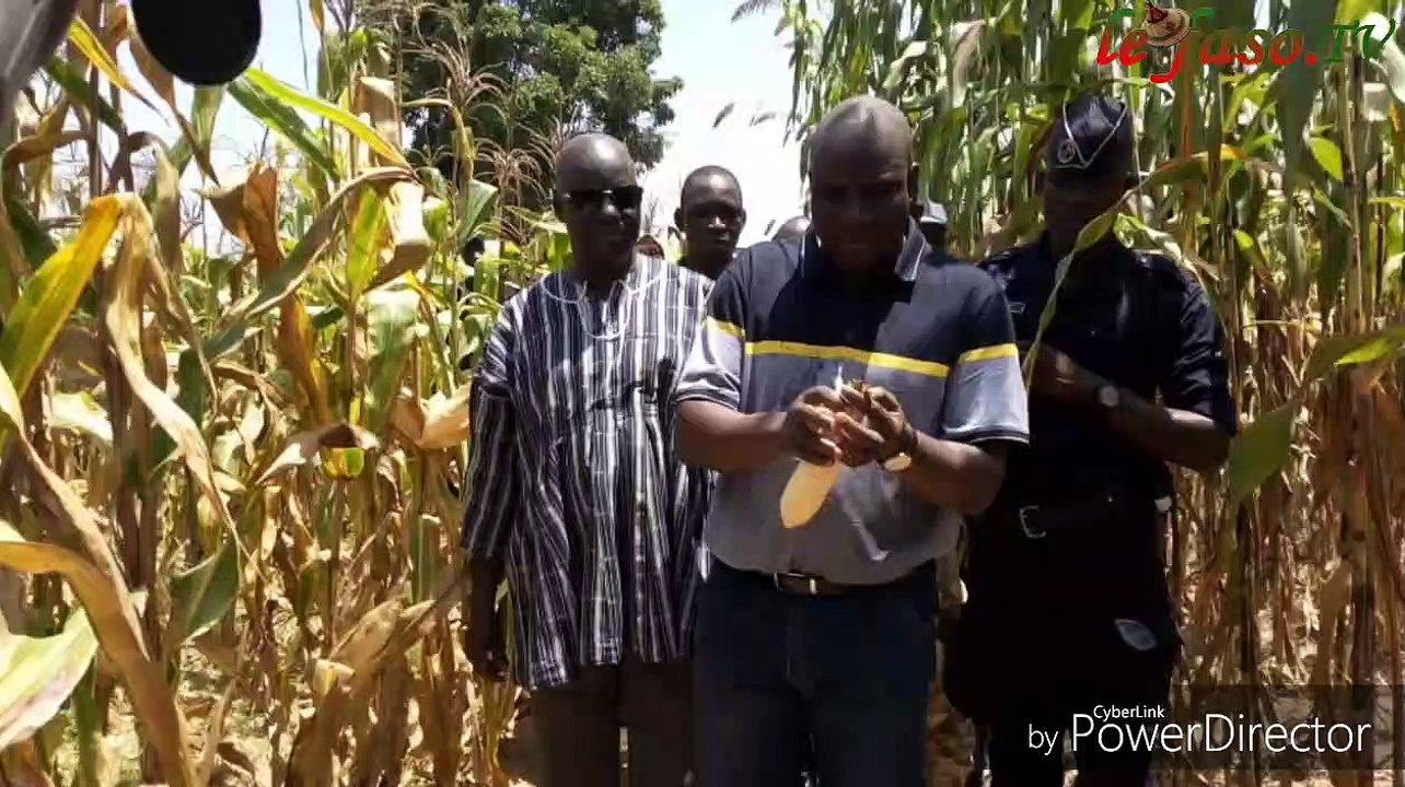 Campagne agricole 2019- 2020 l'évolution des productions dans la région du sud-ouest satisfaisante