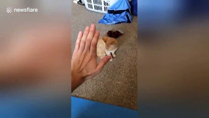 Jerk kitten clearly fails at giving high-five