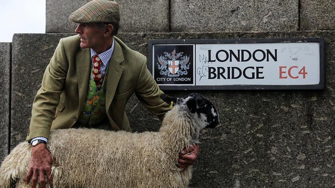 800 Jahre Tradition: Schaftreiben in London