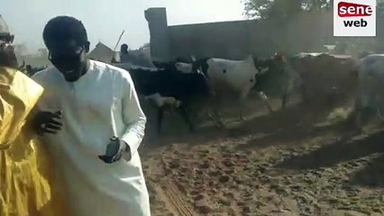 Regarder l'arrivée des bœufs de serigne Saliou Thioune