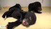 These Black Bear Cubs Are The Cutest Things You'd See Today