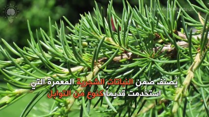 العرق سوس وفوائده المدهشة